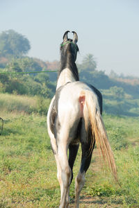 Close-up of horse standing on field