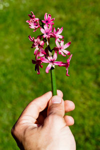 Cropped hand holding pink flowers on sunny day