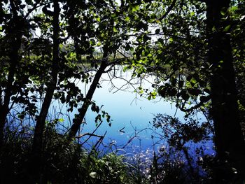 Trees by lake in forest against sky