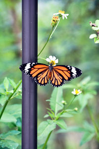 Close-up of butterfly pollinating on flower