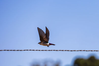 Low angle view of bird flying against clear blue sky