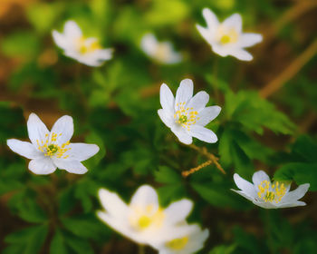 Close-up of fresh white flowers blooming outdoors