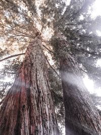 Low angle view of trees against sky