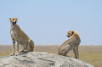 Zebras on rock against sky