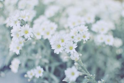 Close-up of white flowering plants