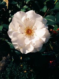 Close-up of white flowers