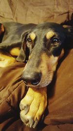 Close-up portrait of dog