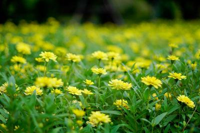 Close-up of yellow flowering plants on field