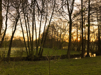 Trees against sky during sunset