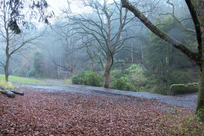 Bare trees in park