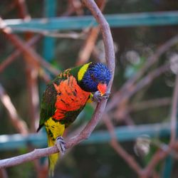 Close-up of parrot perching on branch