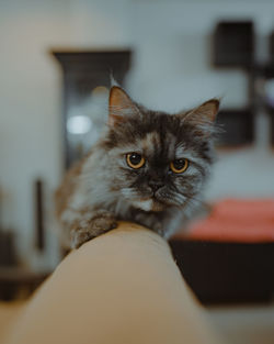 Close-up portrait of cat