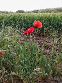Close-up of red poppy flower on field