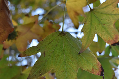 Close-up of maple leaves on tree