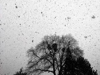 Low angle view of bare tree against sky