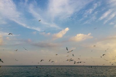 Flock of birds flying over sea