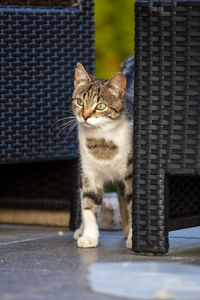 Portrait of cat sitting outdoors