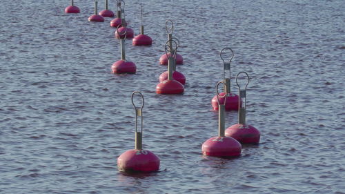 Red fruits hanging in water