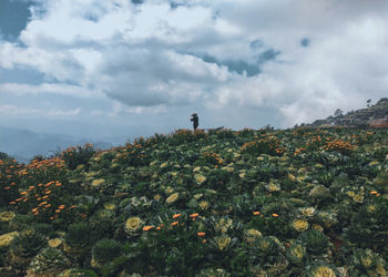 Scenic view of flowering plants on field against sky