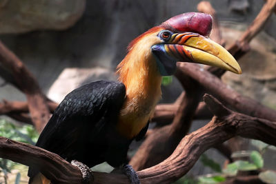 Close-up of bird perching on branch