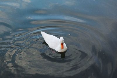 High angle view of duck swimming in lake