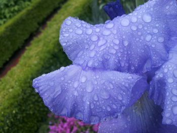 Close-up of wet flower blooming outdoors