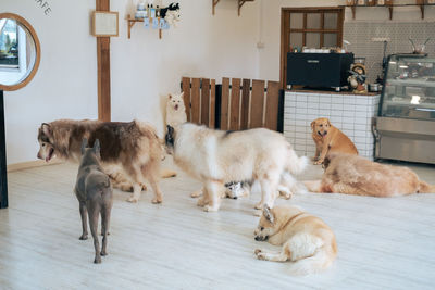 Dogs on floor