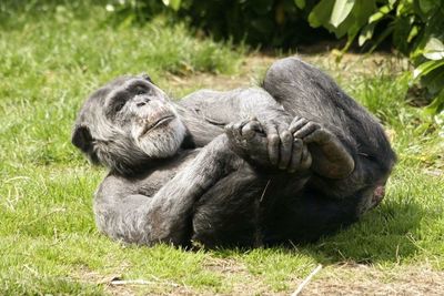 High angle view of chimpanzee lying on grassy field