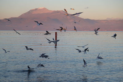 Flock of seagulls flying over sea