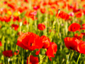 Close-up of red poppy flowers in field