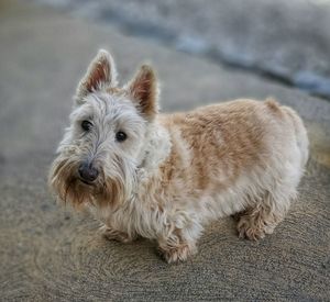 Close-up portrait of a dog