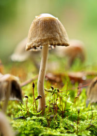 Close-up of mushroom growing outdoors