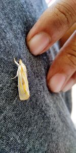 Close-up of hand holding insect