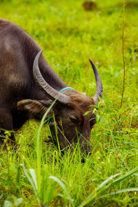 Close-up of a buffalo grazing in field