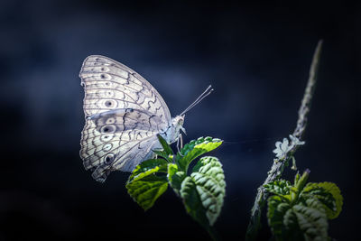 Close-up of butterfly on leaf against black background