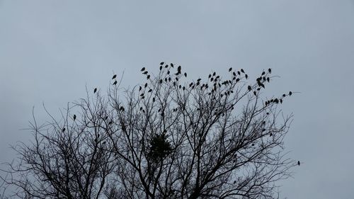 Low angle view of birds flying against sky