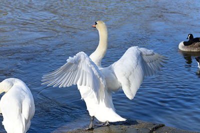 Swans swimming in lake