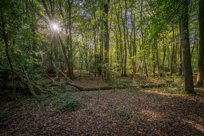 Trees growing in forest