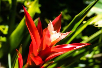Close-up of red flowering plant
