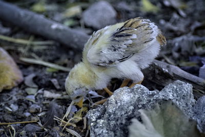 Cute little chick searching for food on the ground