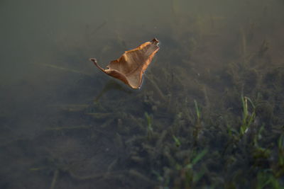 Dry leaf floating on water