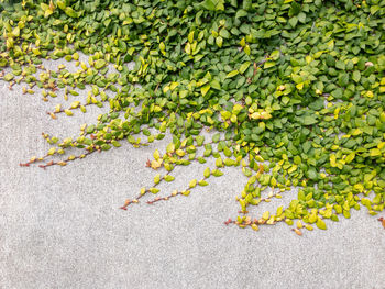 Gradation of ivy