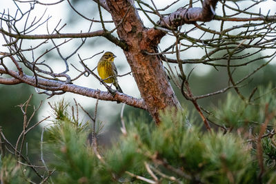 Close up on a female yellowhammer bird perched on a branch. the picture is taken in sweden.