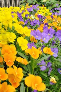Close-up of yellow flowers in field