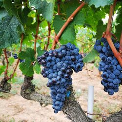 Grapes growing in vineyard