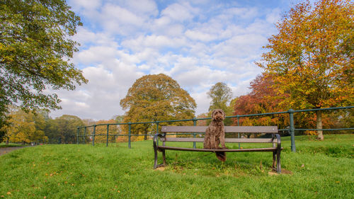 Dog on bench by trees against sky during autumn