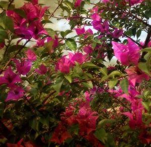 Close-up of pink flowers