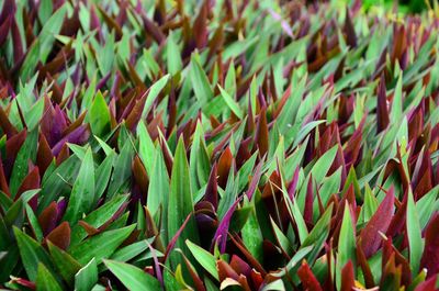 Full frame shot of plants