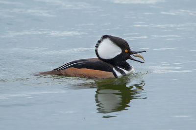 Bird foraging in lake