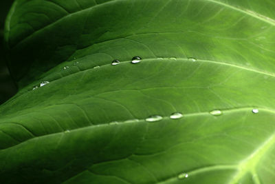 Close-up of raindrops on green leaves